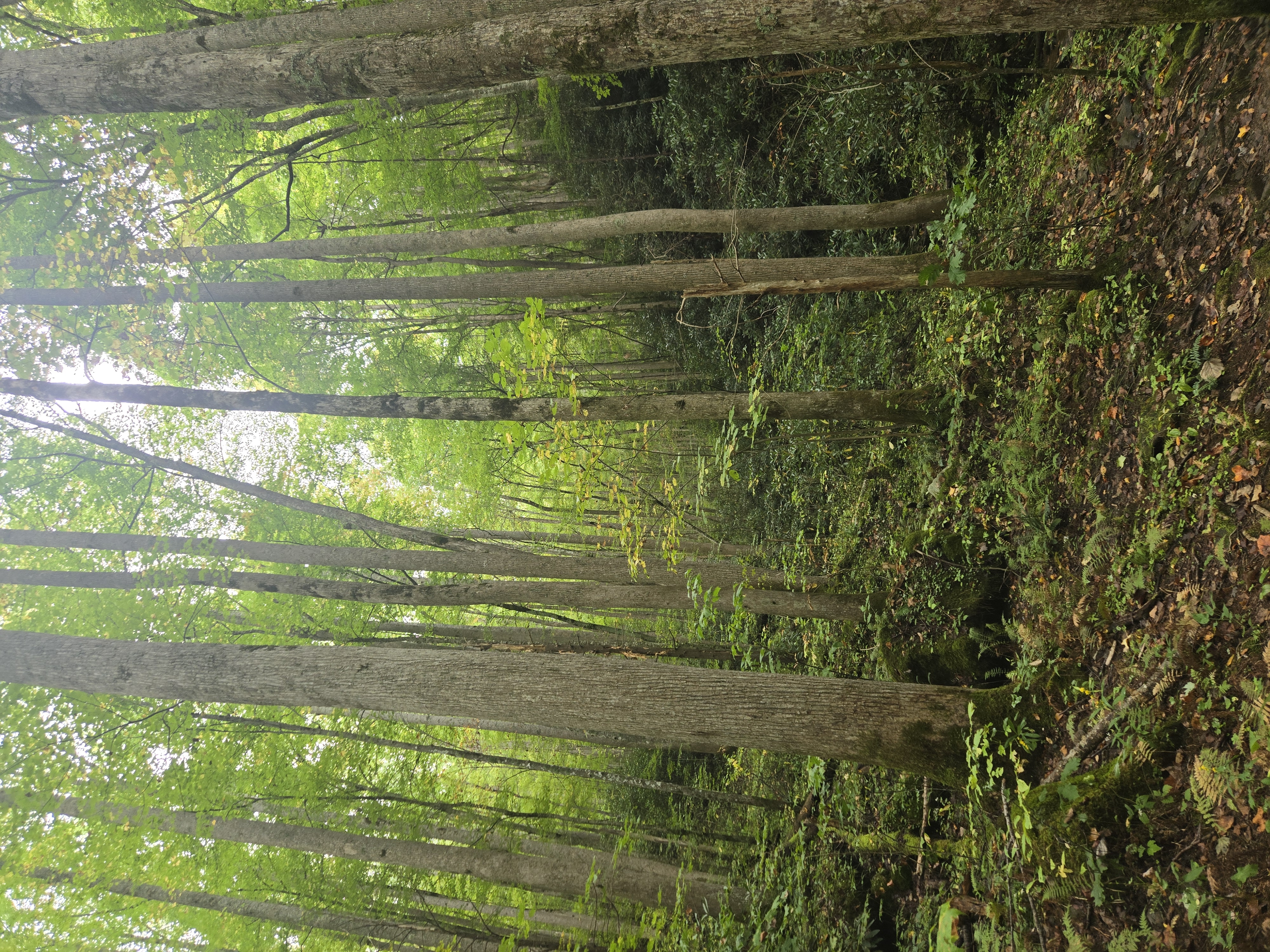 Great Smoky Mountains